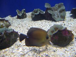 Zebrasoma scopas.001 - Aquarium Finisterrae.jpg