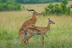 035 Uganda kobs mating at Queen Elizabeth National Park Photo by Giles Laurent.jpg