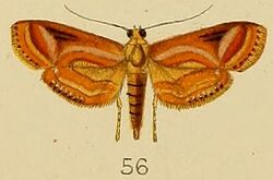 056-Aulacodes purpurealis Kenrick, 1907.JPG