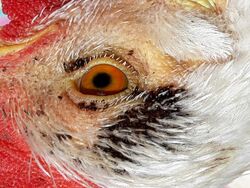 2016-10-01 Chicken has Echidnophaga gallinacea.jpg