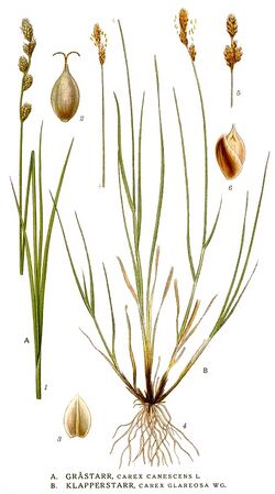 434 Carex canescens, Carex glareosa.jpg