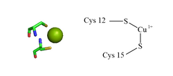 ATOX1 Cu Coordination.png