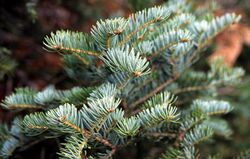 Abies Orjen foliage.jpg