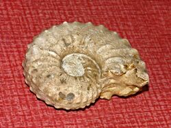 Fossil of a spiral shell