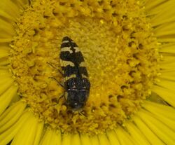 Acmaeodera macra P1320878a.jpg