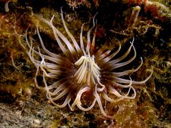 Actinostephanus haeckeli (Branching tube anemone).jpg