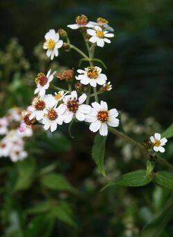 "Alloispermum caracasanum", Colombia