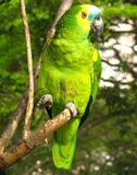 Amazona aestiva -in tree-8.jpg