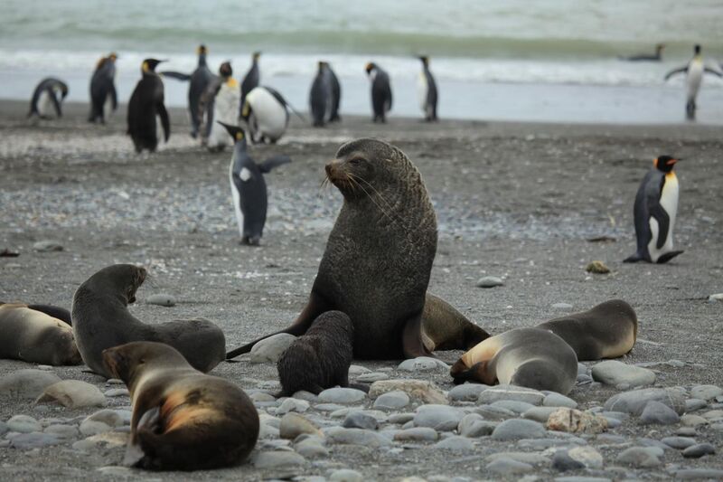 File:Antarctic Fur Seals of various sizes (5724162986).jpg