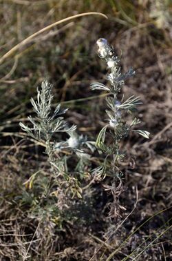 Artemisia austriaca (8102713787).jpg
