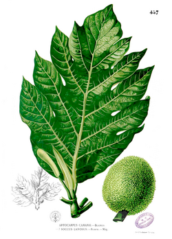 Artocarpus camansi Blanco2.457.png