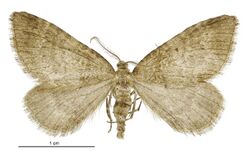 Asaphodes peripheraea male.jpg