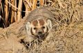 Badger Seedskdaee National Wildlife Refuge 01 (13676648114).jpg