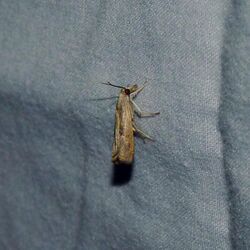 Bluegrass Webworm Moth1.jpg