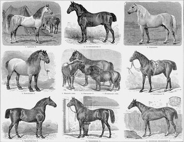 a sepia-toned engraving from an old book, showing 11 horses of different breeds and sizes in nine different illustrations