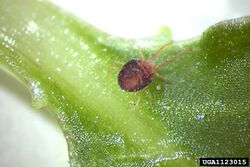 A clover mite on a leaf