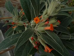 Buddleja speciosissima 03.jpg