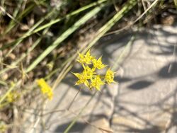 Bupleurum veronense 304679121.jpg