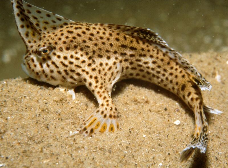 File:CSIRO ScienceImage 10 The Endangered Spotted Handfish.jpg