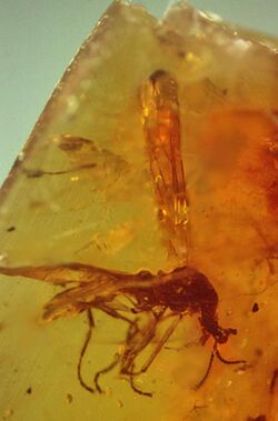 Cascoplecia fossil in Burmese amber.jpg