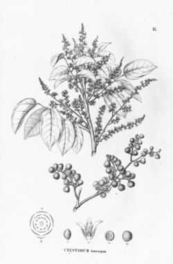 Illustration of Cnestidium lasiocarpum
