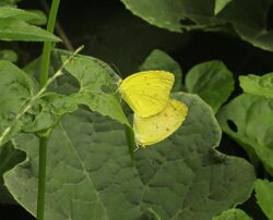 Common Grass Yellow mating.jpg