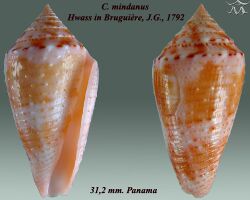 Conus mindanus 1.jpg