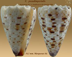 Conus pseudimperialis 1.jpg