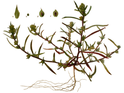 Corispermum hyssopifolium - Flora Batava.png