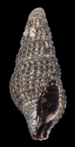 Crassispira pellisphocae 001.jpg