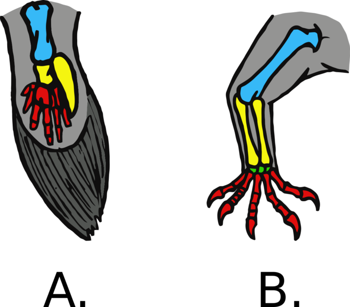 File:Crossopterygii fins tetrapod legs.svg