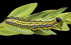 Cydalima perspectalis caterpillar.jpg