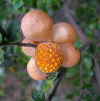 Cyttaria gunnii.jpg