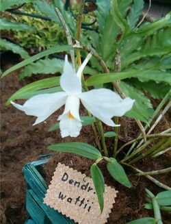Dendrobium wattii OrchidsBln0906a.jpg