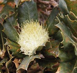 Closeup of cream-yellow inflorescence nestled among prickly green leaves