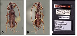 Elytrimitatrix incognita.jpg