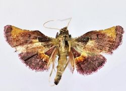 Endotricha convexa male.JPG