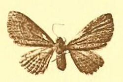 Eupithecia barteli.JPG