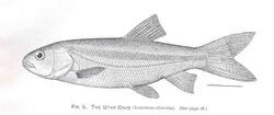 FMIB 34247 Utah Chub (Leuciscus atrarius).jpeg