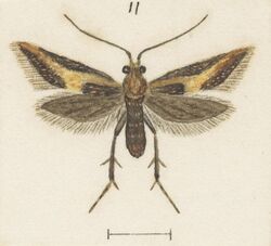 Fig 11 MA I437625 TePapa Plate-XXVI-The-butterflies full (cropped).jpg
