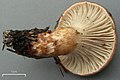 Gomphidius smithii Singer 282508.jpg