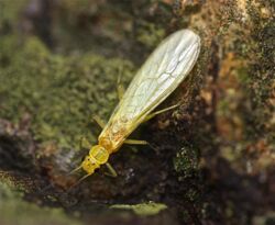 Green stonefly, Sweltsa onkos (7094973119).jpg