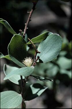 Hakea elliptica.jpg