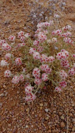 Helichrysum candolleanum01.JPG