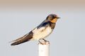 Hirundo rustica, 1st-winter - Pak Thale, Thailand.jpg