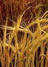 Hordeum-barley.jpg