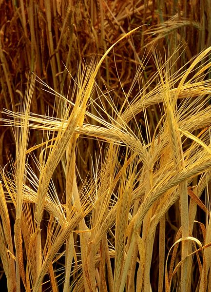 File:Hordeum-barley.jpg