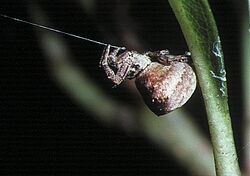 Hyptiotes.affinis.female.1.-.tanikawa.jpg