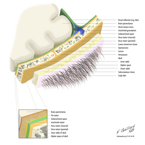 Layers of the scalp and meninges.png