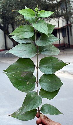 Leaves of the Parijat plant (Nyctanthes arbor-tristis), Kolkata, India - 20070130.jpg